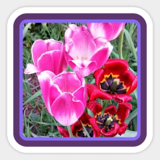 Pretty Tulips Sticker